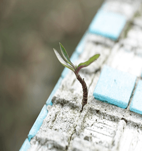 คำมั่นสัญญาที่ไม่สั่นคลอน